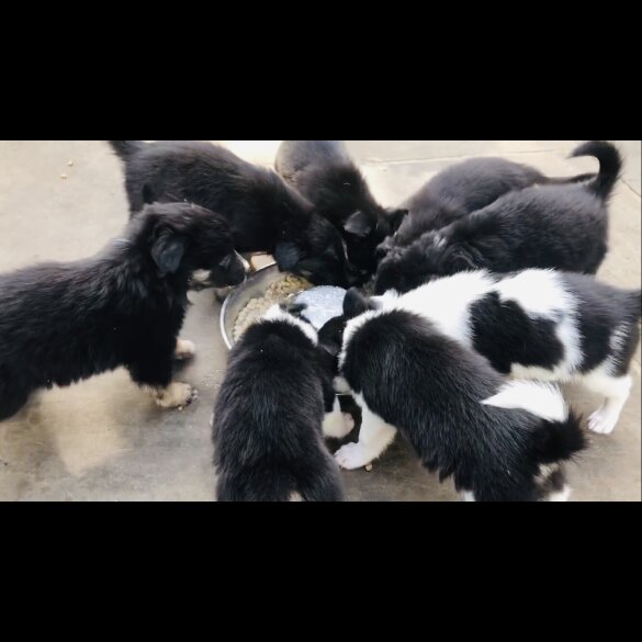 Border Collie - Both