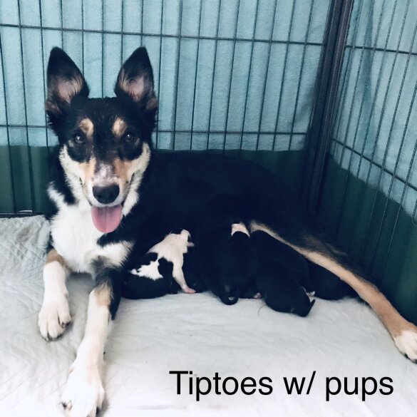 Border Collie - Both