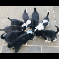 Border Collie - Both