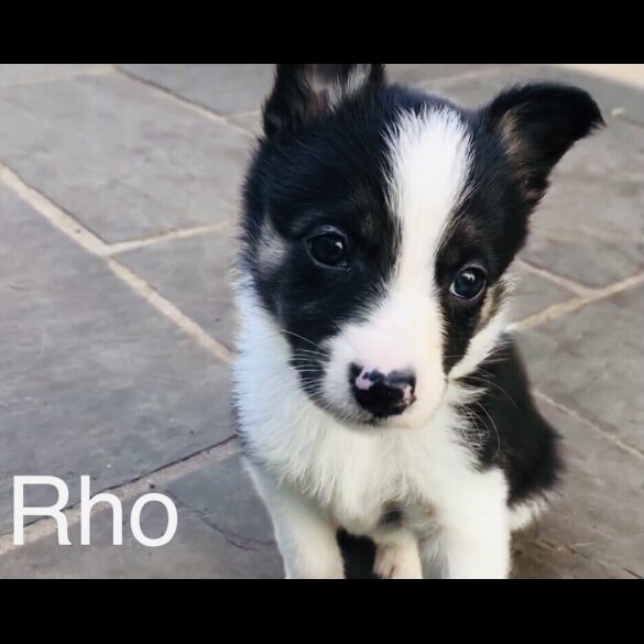 Border Collie - Both