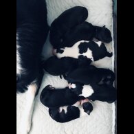 Border Collie - Both