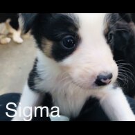 Border Collie - Both