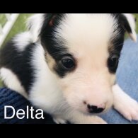Border Collie - Both