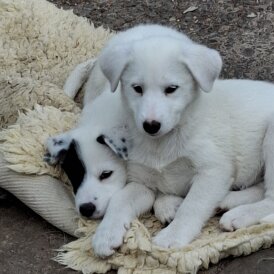 Border Collie - Both