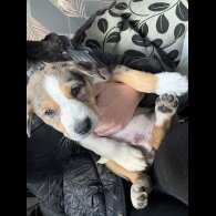 Border Collie - Both