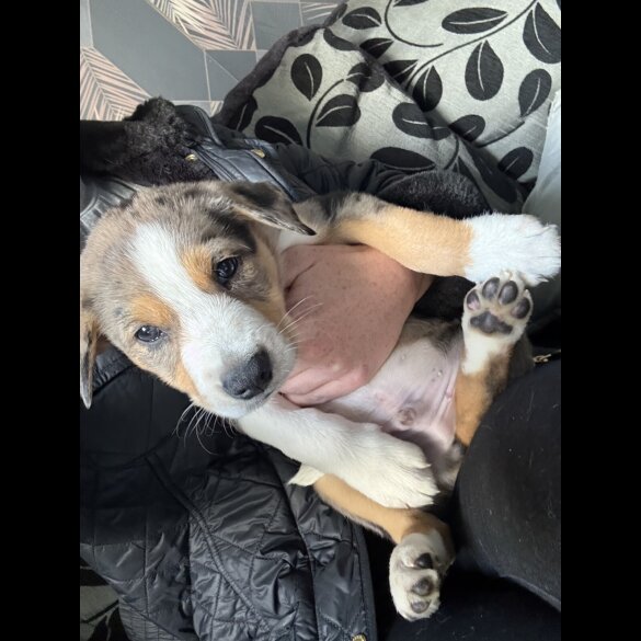Border Collie - Both