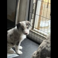 Border Collie - Both