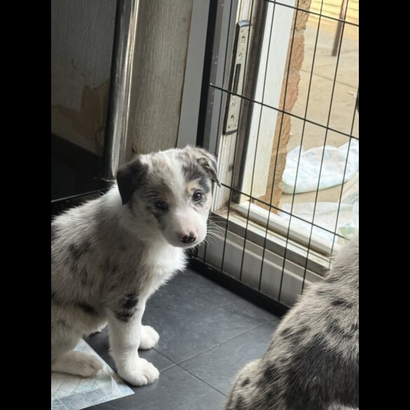 Border Collie - Both