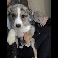Border Collie - Both