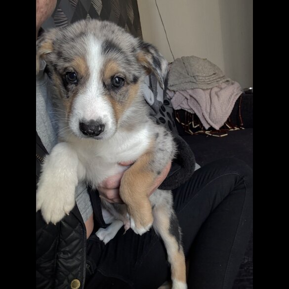 Border Collie - Both