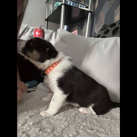 Border Collie - Both