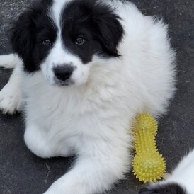 Border Collie - Both