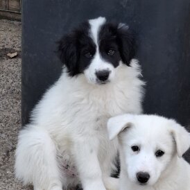 Border Collie - Both