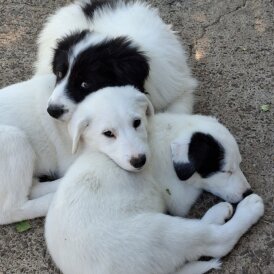 Border Collie - Both