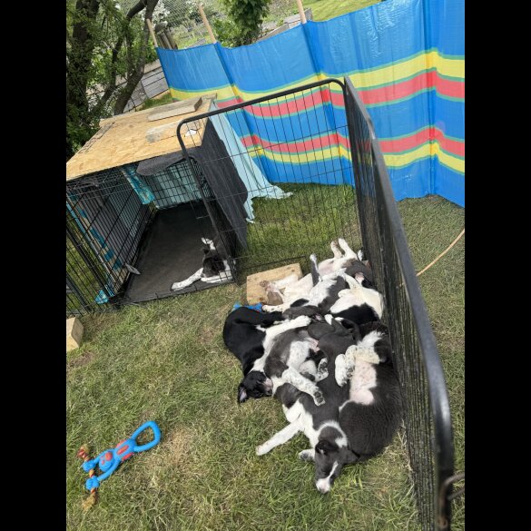 Border Collie - Both