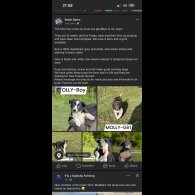 Border Collie - Both