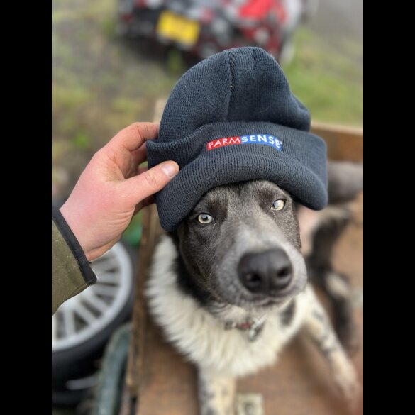 Border Collie - Both