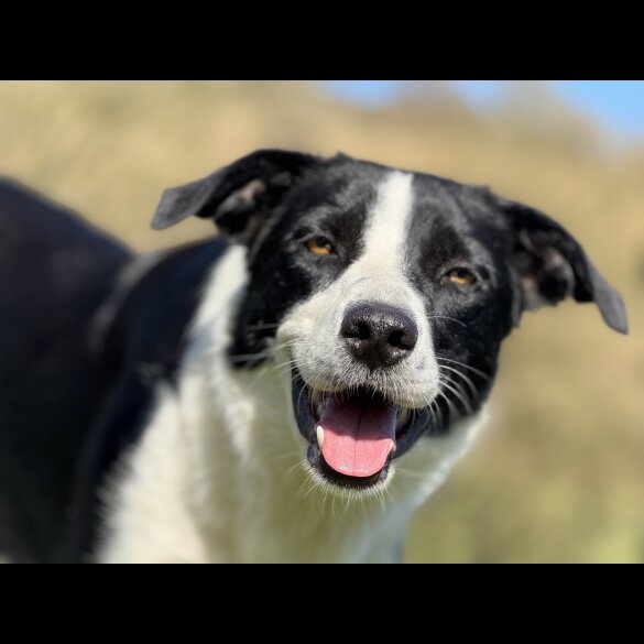 Border Collie - Both