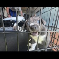 Border Collie - Both
