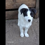Mixed Breed - Both