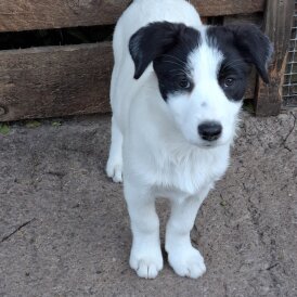 Border Collie - Both