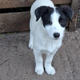 Border Collie - Both