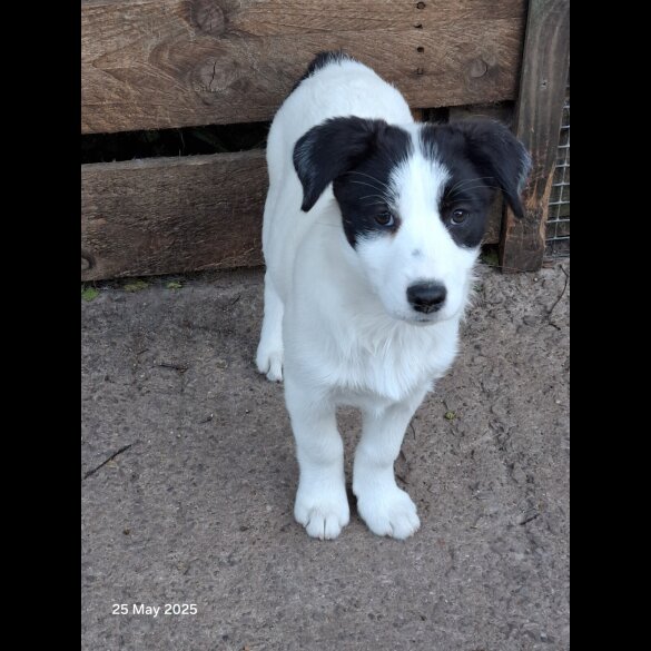 Mixed Breed - Both
