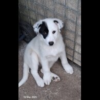 Mixed Breed - Both