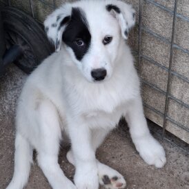 Border Collie - Both