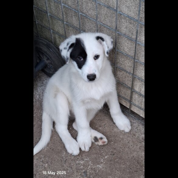 Mixed Breed - Both