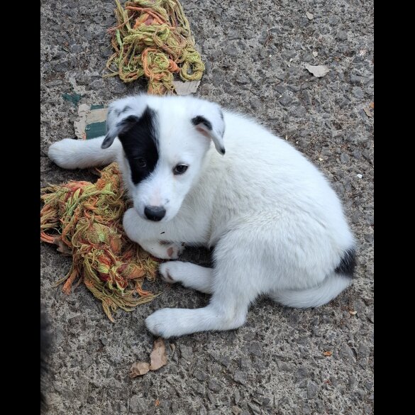 Mixed Breed - Both