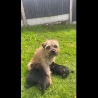 Border Terrier - Dogs