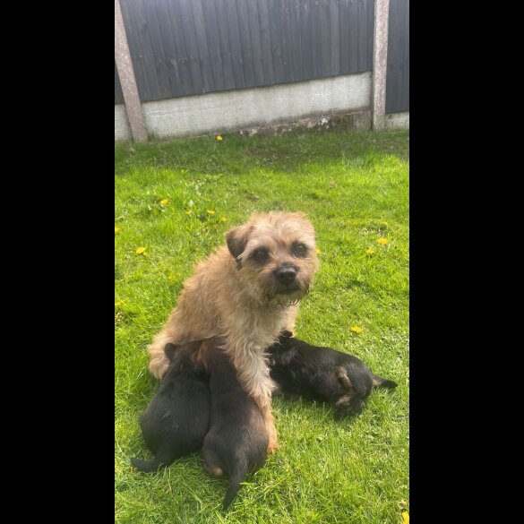 Border Terrier - Dogs