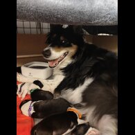 Rough Collie - Bitches