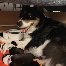 Rough Collie - Both
