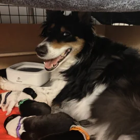 Rough Collie - Both