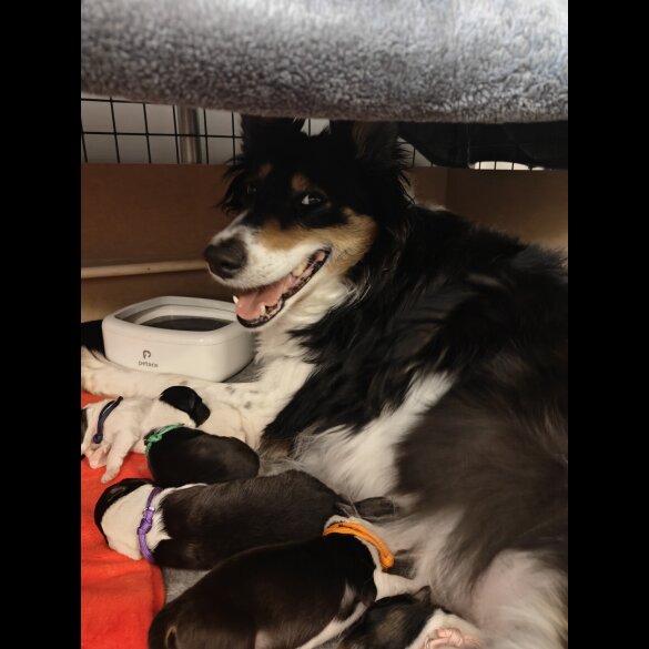 Rough Collie - Bitches