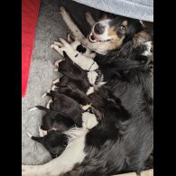 Rough Collie - Bitches