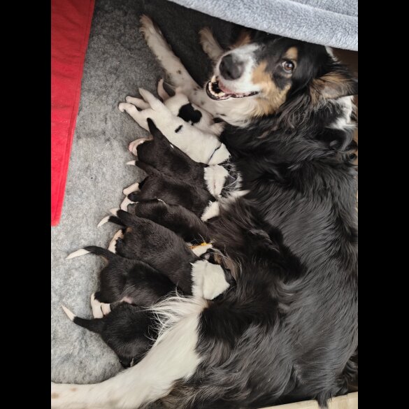 Rough Collie - Bitches
