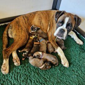 Boxer - Both
