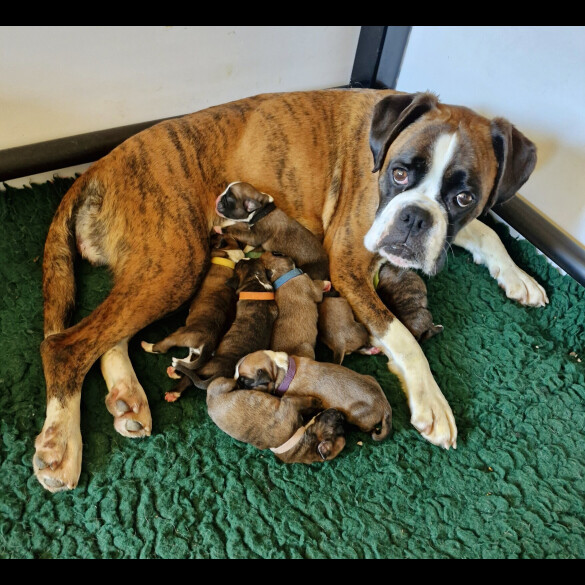 Boxer - Both