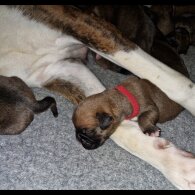 Boxer - Both