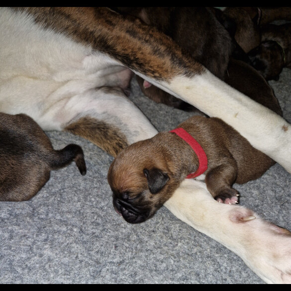 Boxer - Both