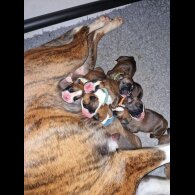 Boxer - Both