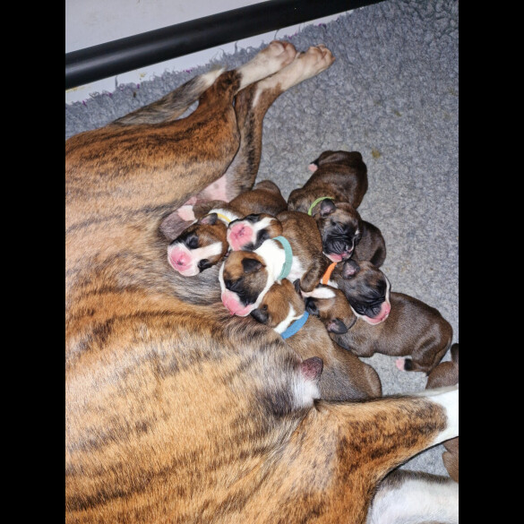 Boxer - Both