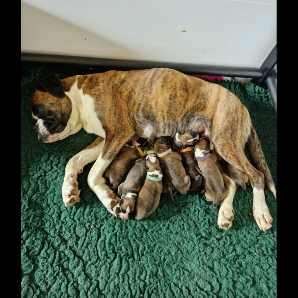 Boxer - Both