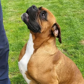 Boxer - Bitches