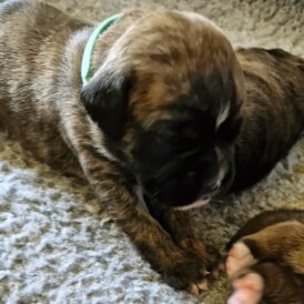 Boxer - Both