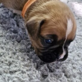 Boxer - Both