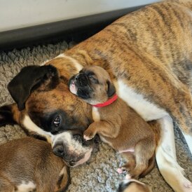 Boxer - Both